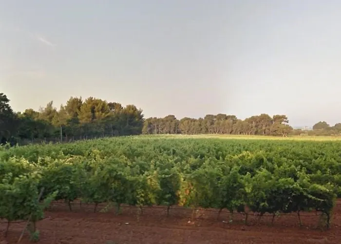 Apartman : T2 Avec 4 Couchages, Terrasse, Parking En Option, Animaux Admis - Fr-1-251-212